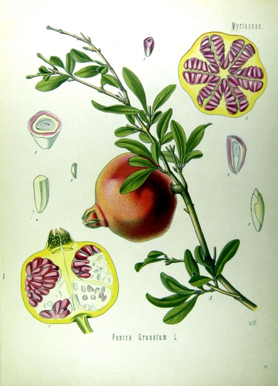 Granatapfel Schalen bio